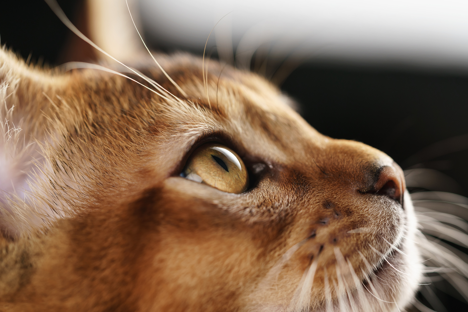 How To Tell If Your Abyssinian Cat Is A Mix AbyssinianCat