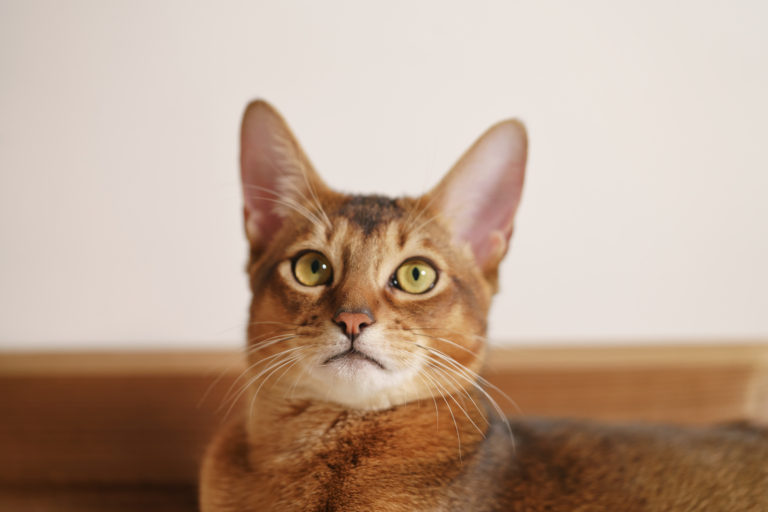 Abyssinian Photo Gallery - AbyssinianCat.org